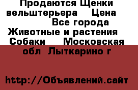 Продаются Щенки вельштерьера  › Цена ­ 27 000 - Все города Животные и растения » Собаки   . Московская обл.,Лыткарино г.